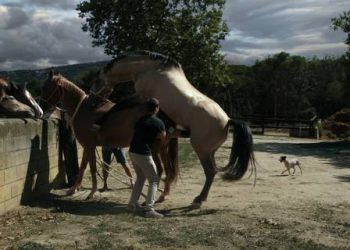 Traducir Comunidad y otras secuelas por venir.