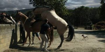 Traducir Comunidad y otras secuelas por venir.